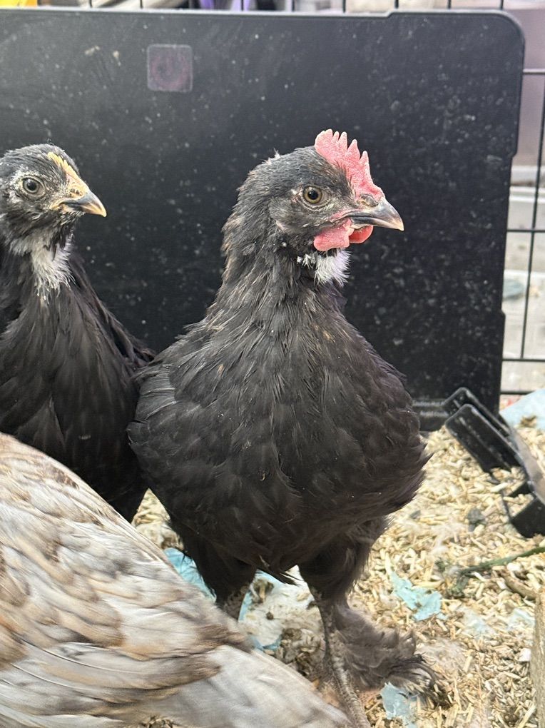 Rooster French Black Copper Maran