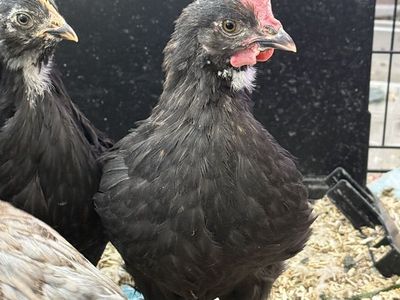 Rooster French Black Copper Maran