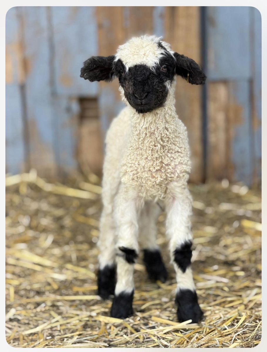 75% Valais Blacknose Bottle Baby Lambs
