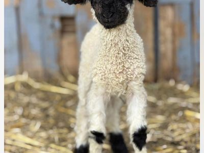 75% Valais Blacknose Bottle Baby Lamb