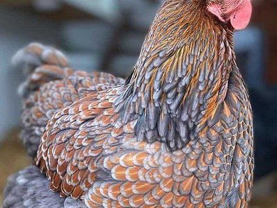 Blue Laced Wyandotte Laying Hen