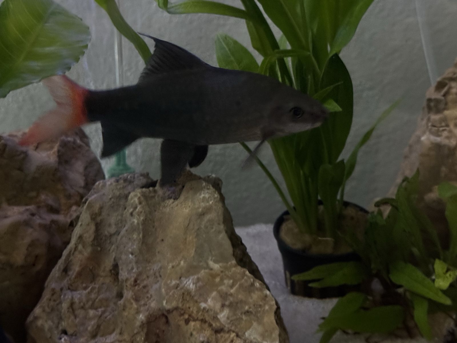 6” Red Tail Black Shark