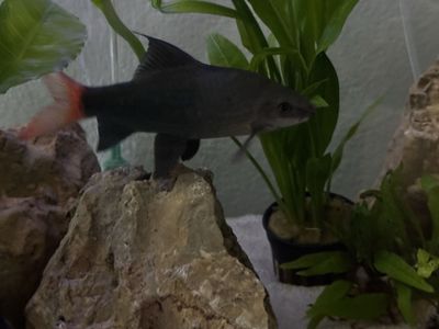 6” Red Tail Black Shark