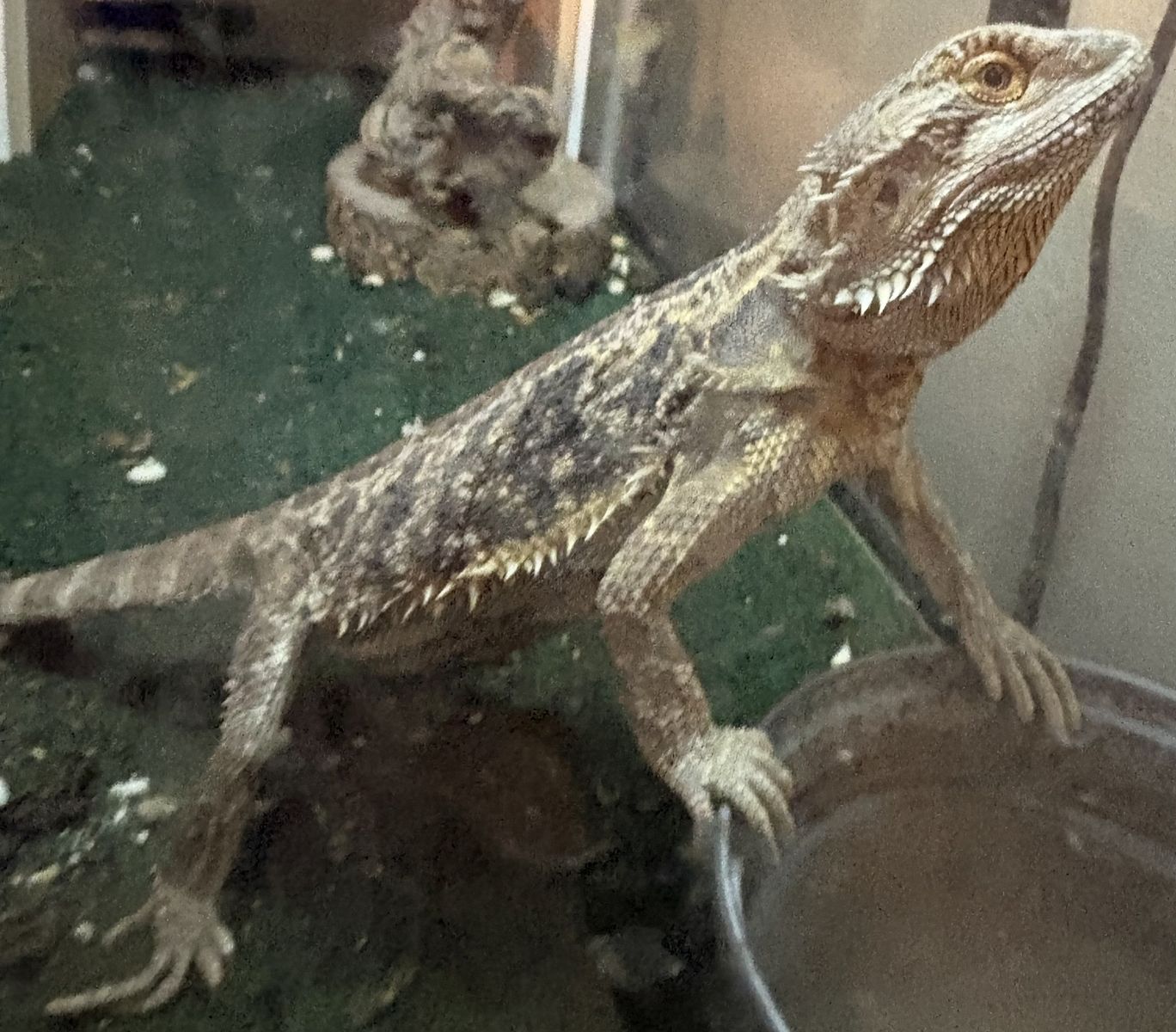 Adult Bearded Dragon