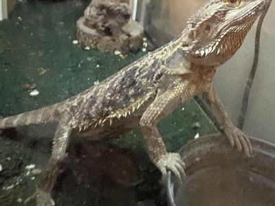 Adult Bearded Dragon