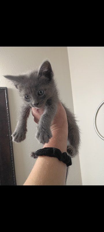 Adorable Kittens Looking for Forever Homes - Various Colors Available