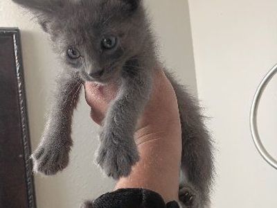 Adorable Kittens Looking for Forever Homes - Various Colors Available