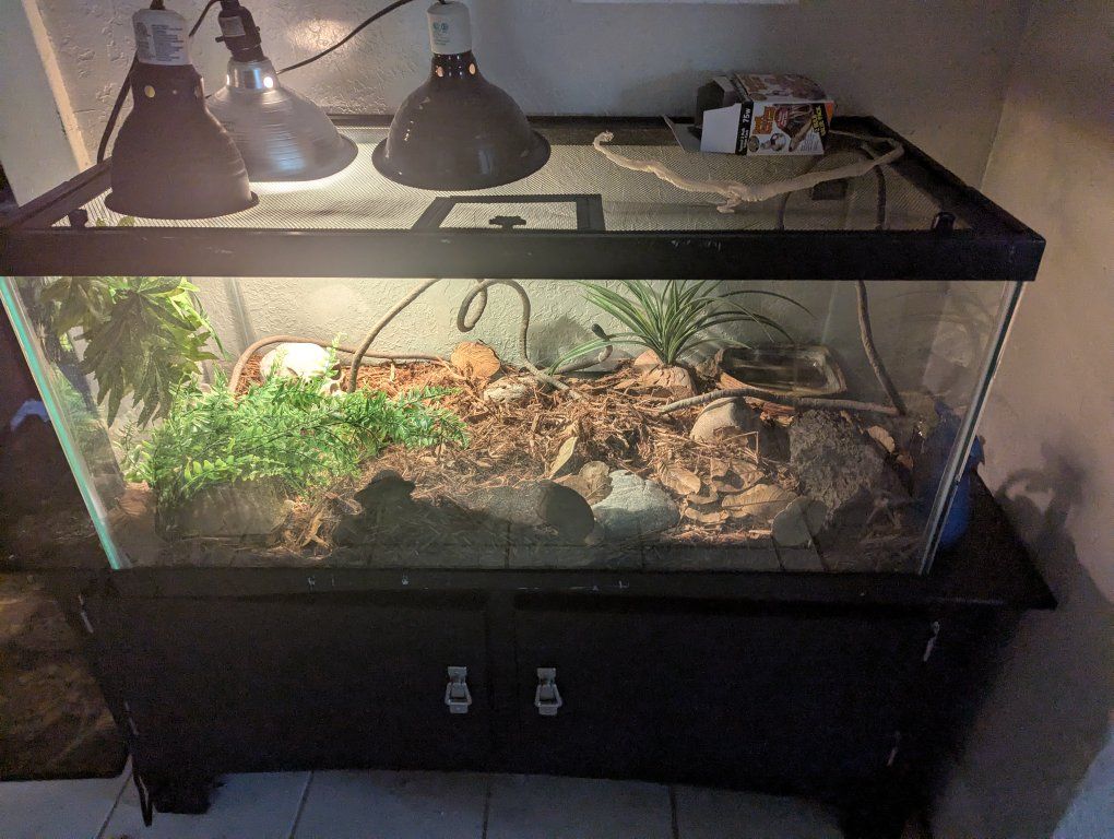 Juvenile Corn Snake & Full Enclosure Setup