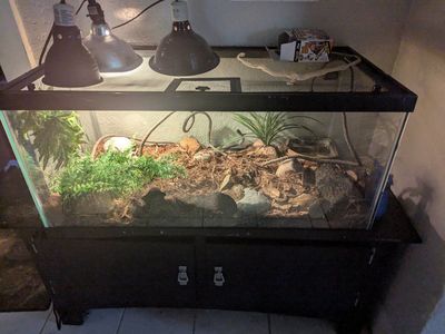 Juvenile Corn Snake & Full Enclosure Setup