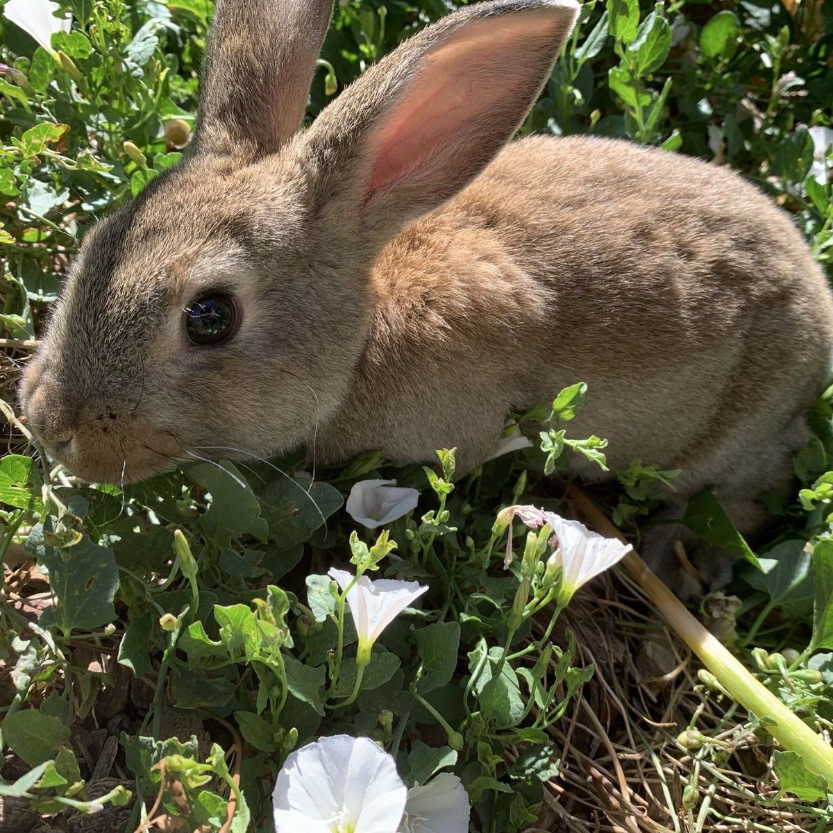 Baby Purebred Standard Rex Rabbit
