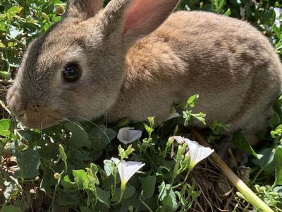 Baby Purebred Standard Rex Rabbit