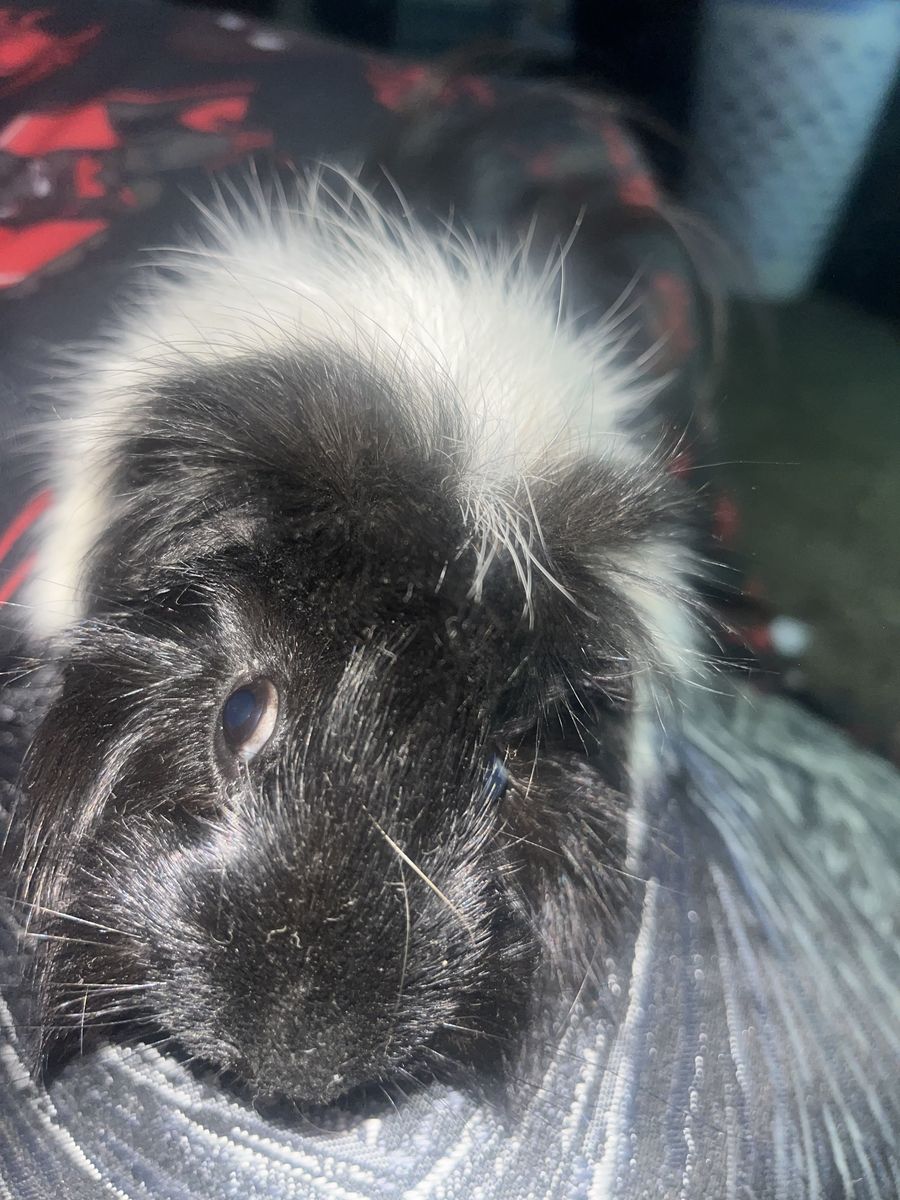 Two adorable guinea pigs for free