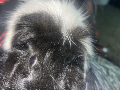 Two adorable guinea pigs for free