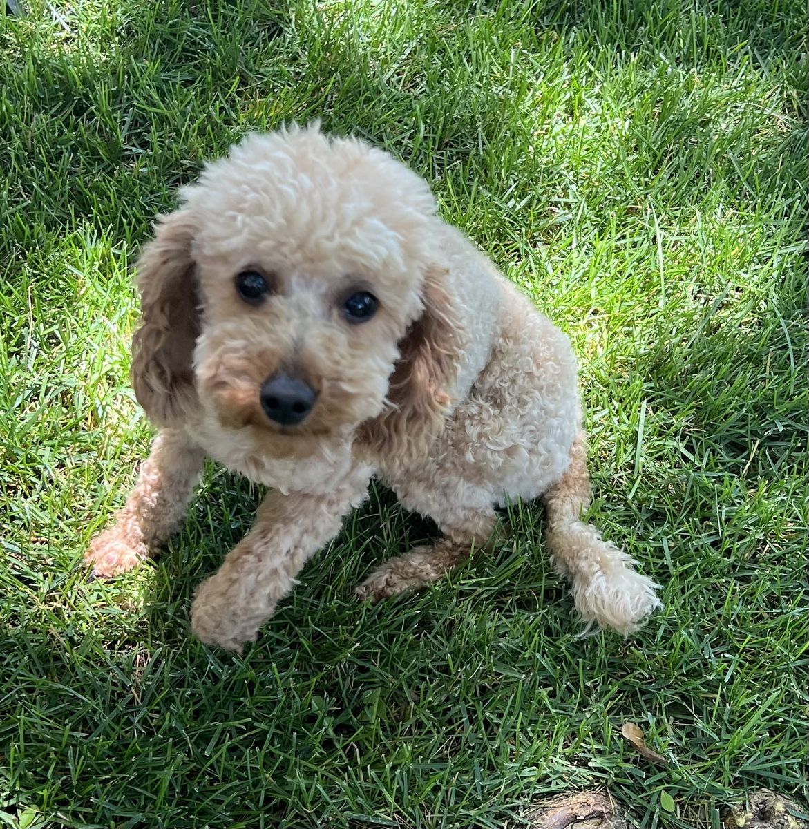 EJ, purebred Poodle, 6 lbs, AKC, Stud Fee