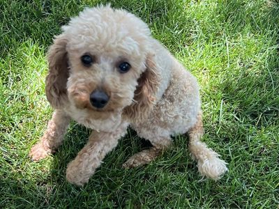 EJ, purebred Poodle, 6 lbs, AKC, Stud Fee