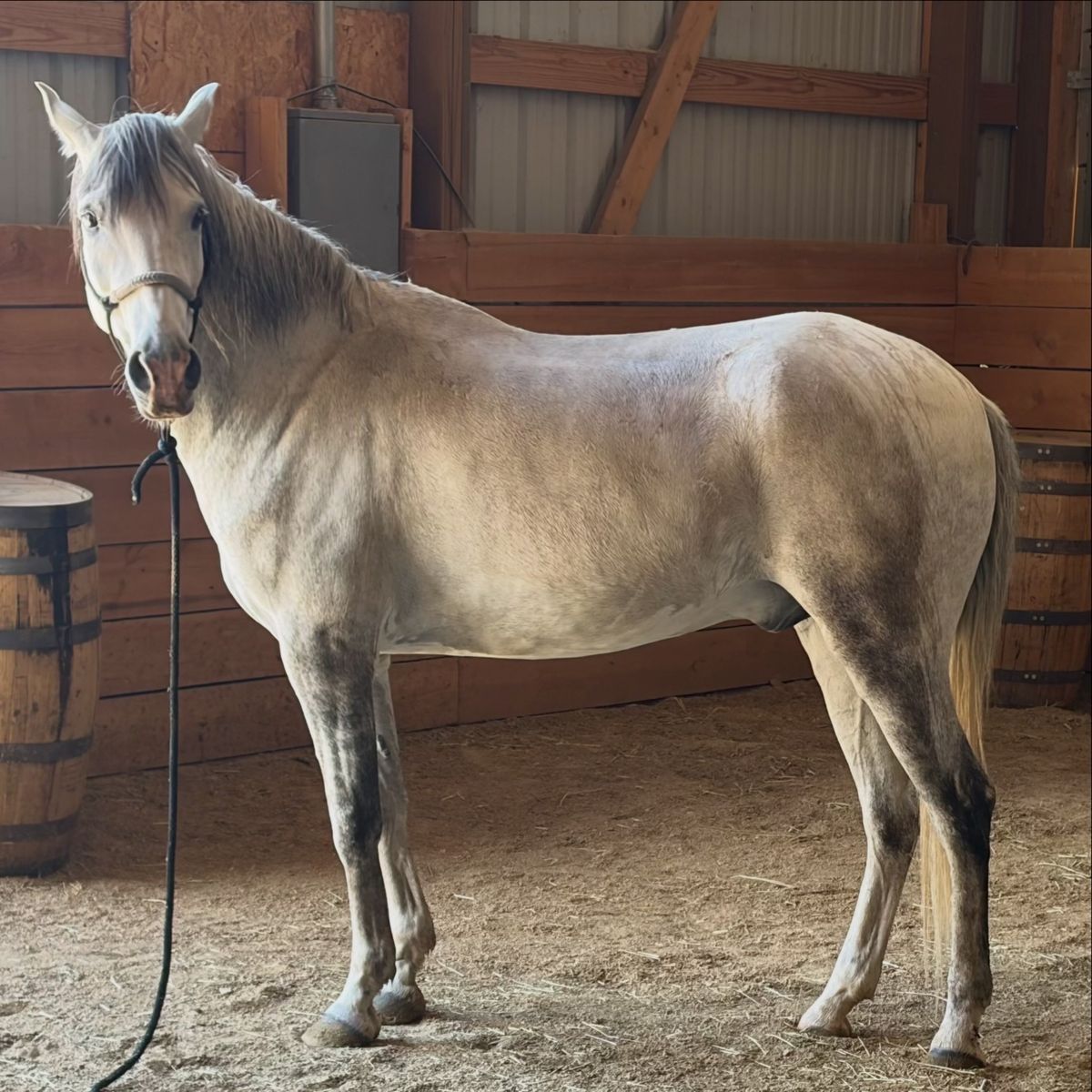 Quarter horse mustang
