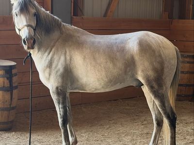 Quarter horse mustang