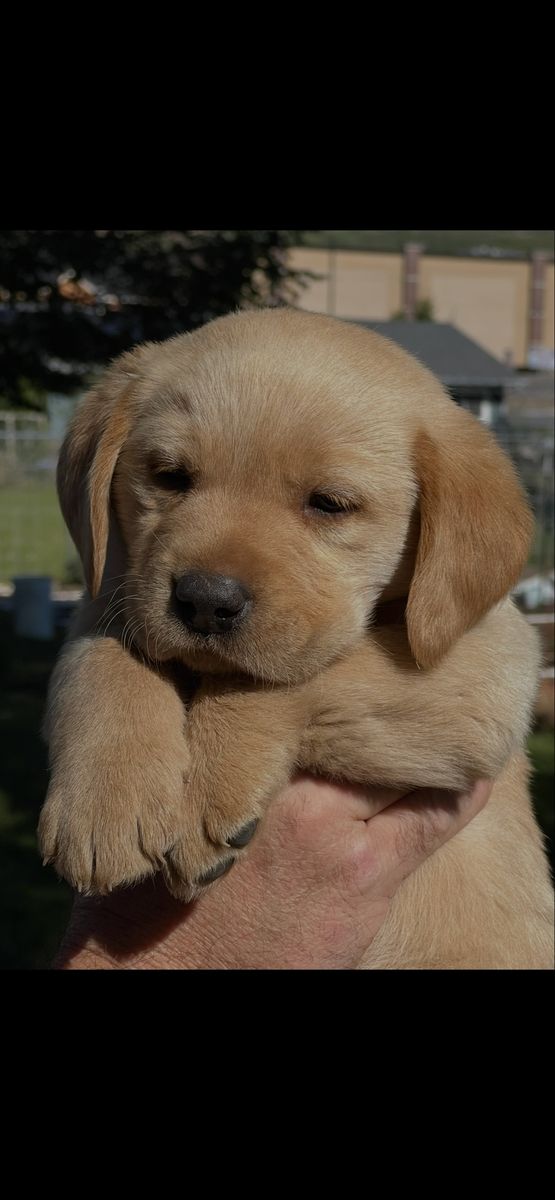 AKC Golden Retriever/Labrador R Goldador Puppies (Fox Red Goldador).