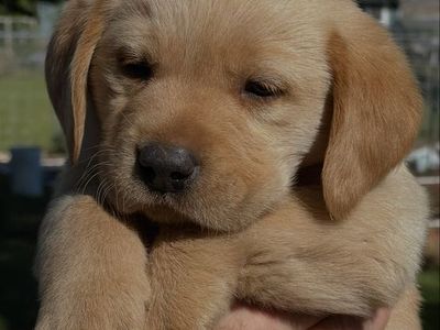 AKC Golden Retriever/Labrador R Goldador Puppies (Fox Red Goldador).