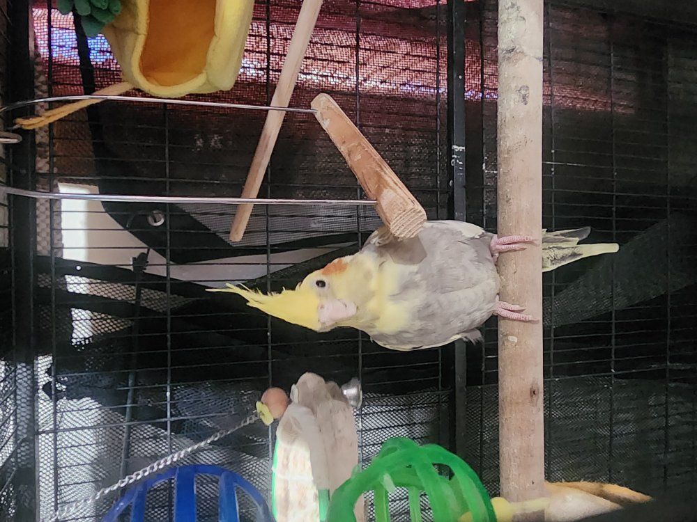 Cockatiels Small parrots (11-13 inches)