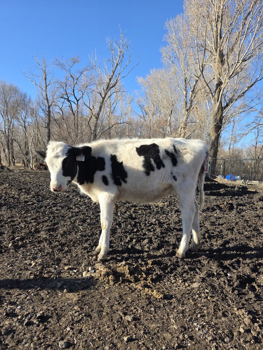 Holstein heifer calf