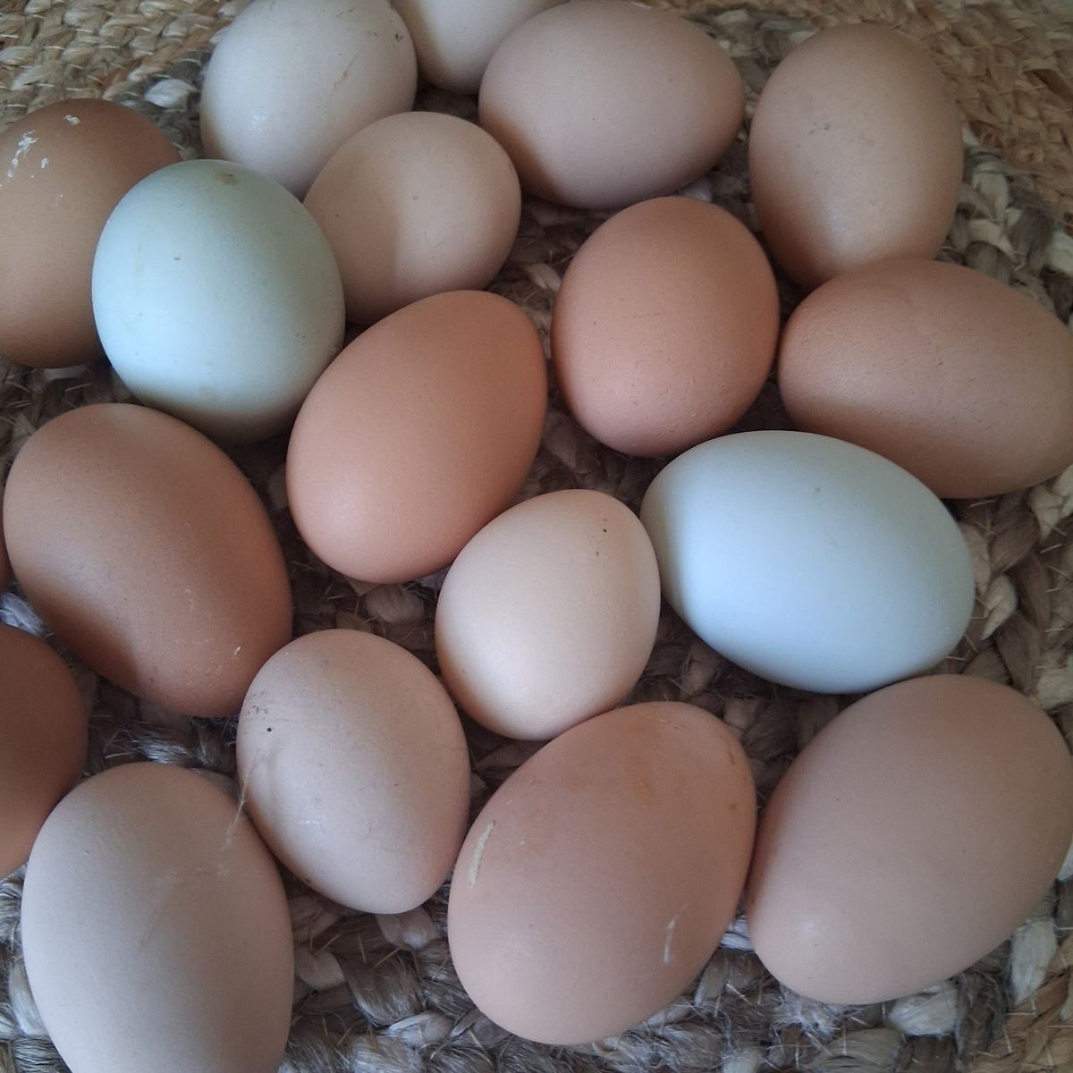 fresh organic eggs