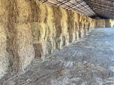 Grass hay 3x4 bales