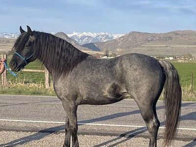 Harley's Yankee General Missouri Fox Trotter/Foxtrotter Stallion