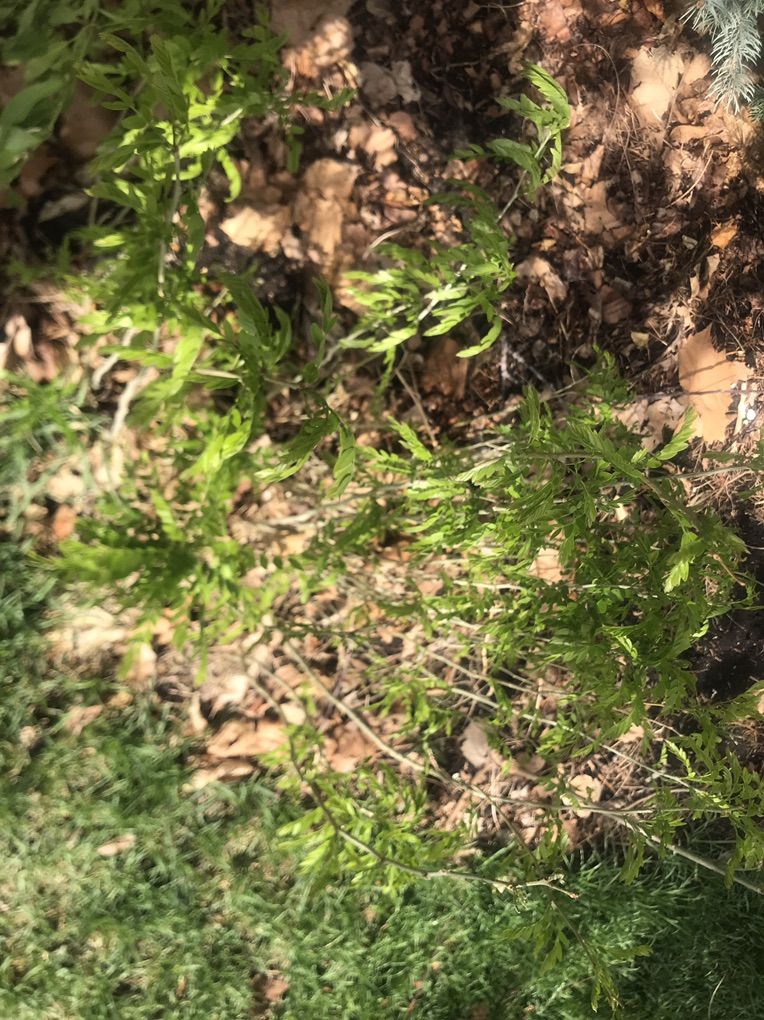 Free Trees, Honey Locust, Another variety, You Dig