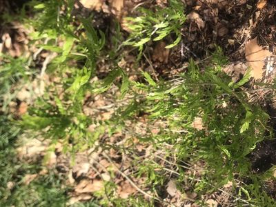 Free Trees, Honey Locust, Another variety, You Dig