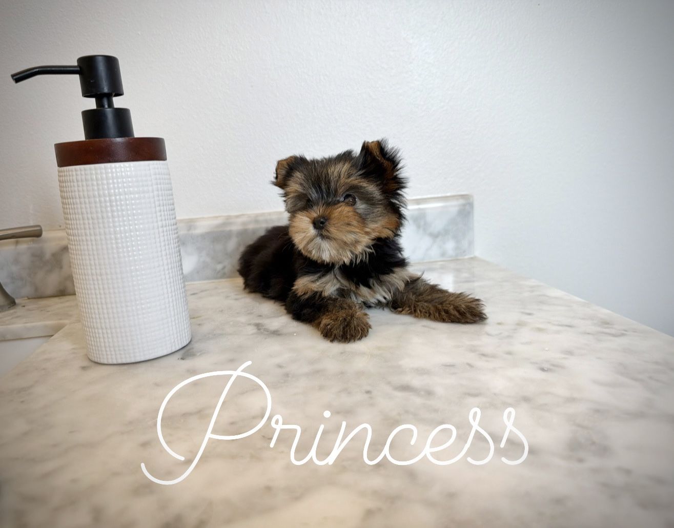Teeny Yorkie puppies 