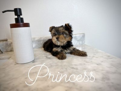 Teeny Yorkie puppies