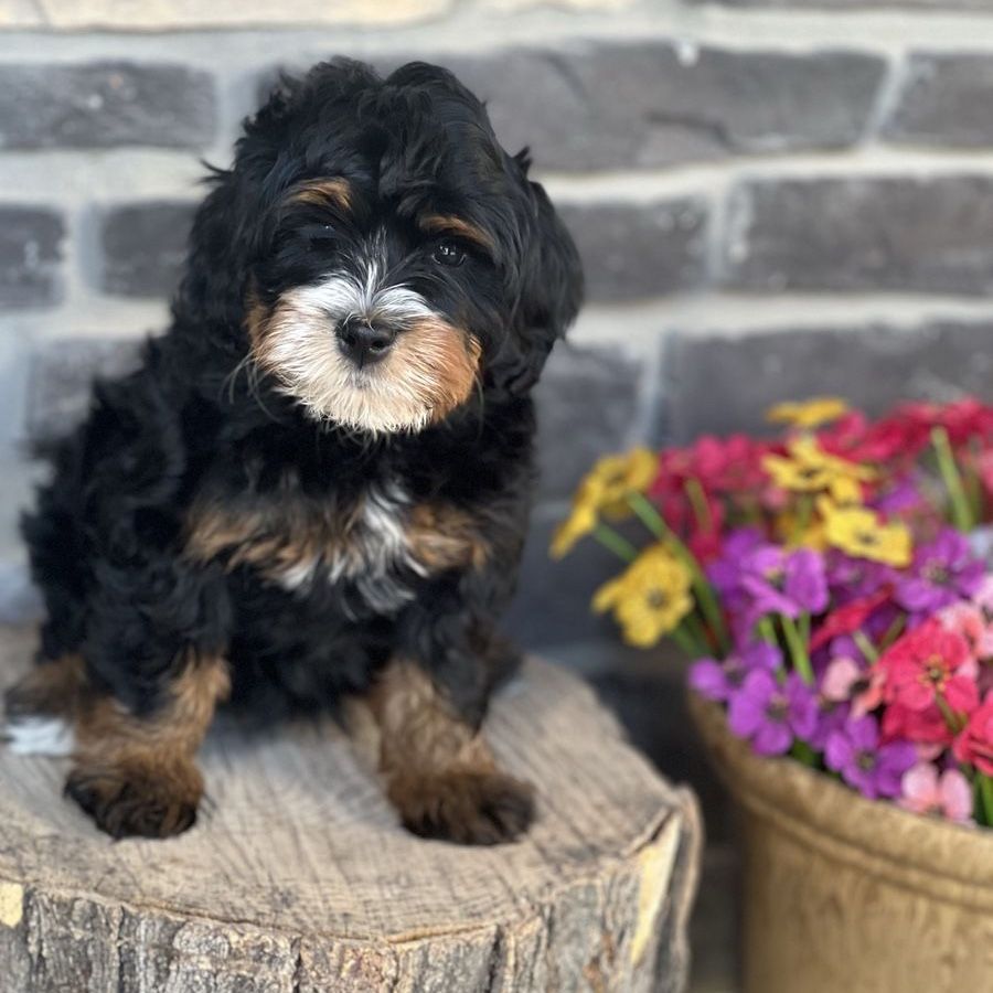 Adorable Mini Multigen Bernedoodles Puppies - 2 boys and 1 girl