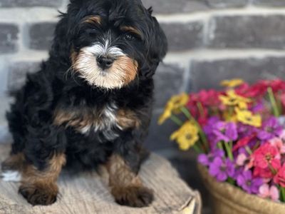 Adorable Mini Multigen Bernedoodles Puppies - 2 boys and 1 girl