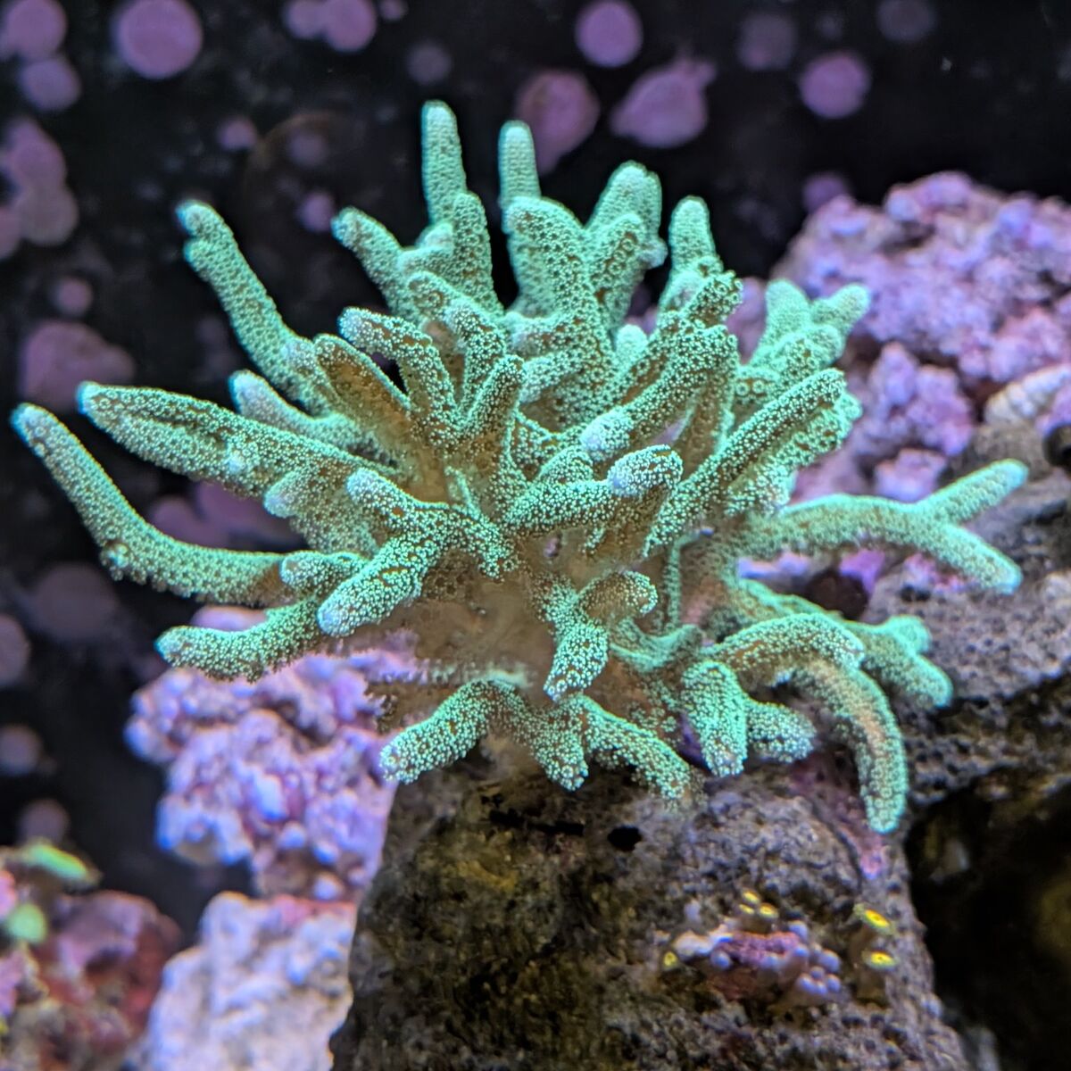 Green Birdsnest coral frags