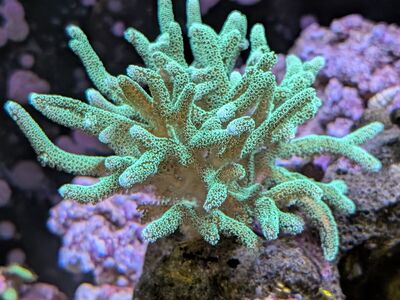 Green Birdsnest coral frags