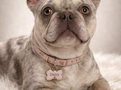 BEAUTIFUL MERLE FEMALE AKC FRENCH BULLDOG
