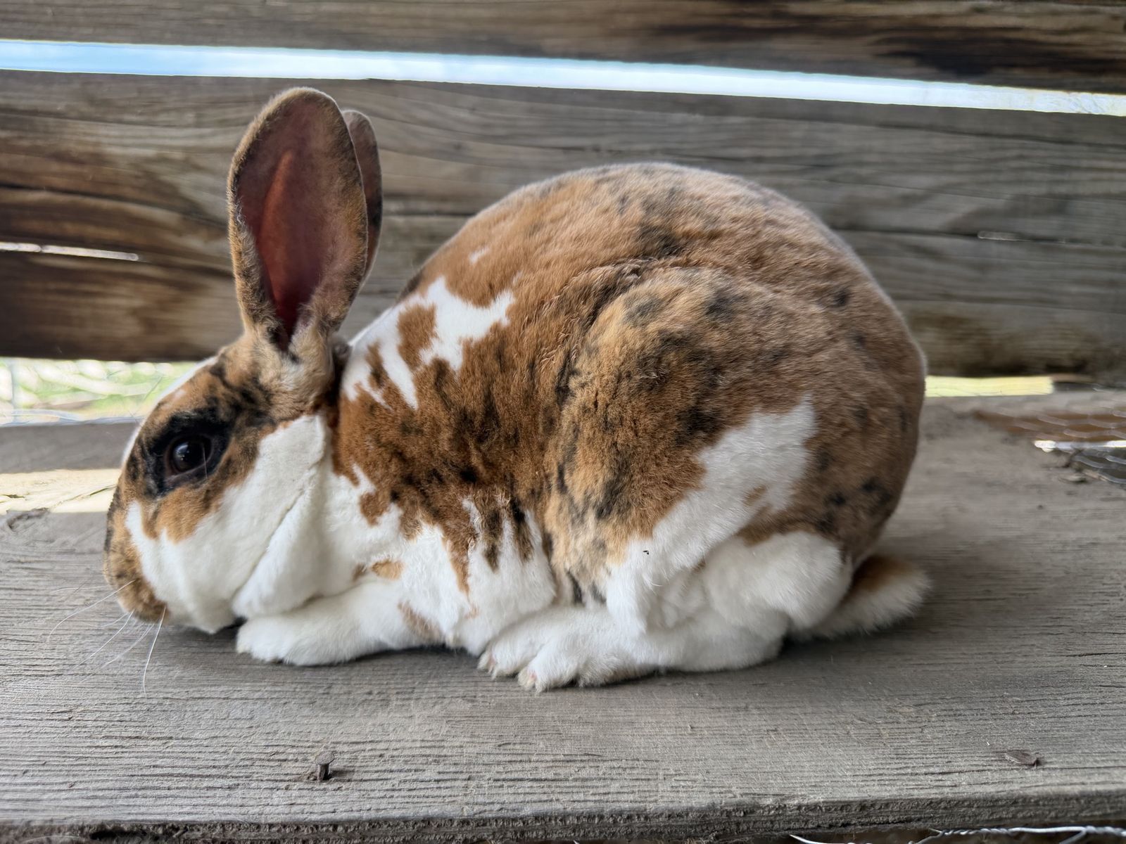 Purebred Standard Rex Buck