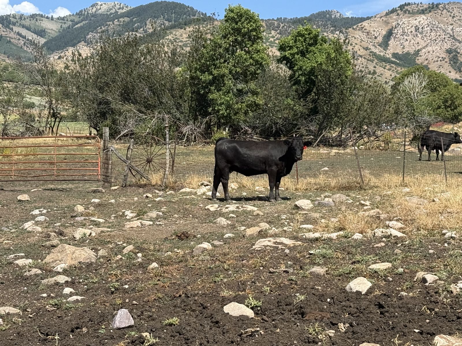 Heifer for sale