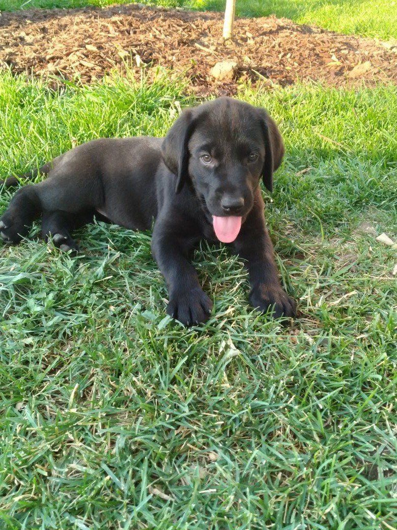 Black and Chocolate Lab puppies READY TO GO!