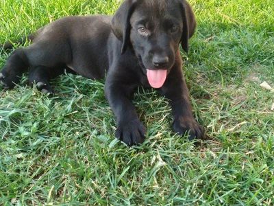 Black and Chocolate Lab puppies READY TO GO!