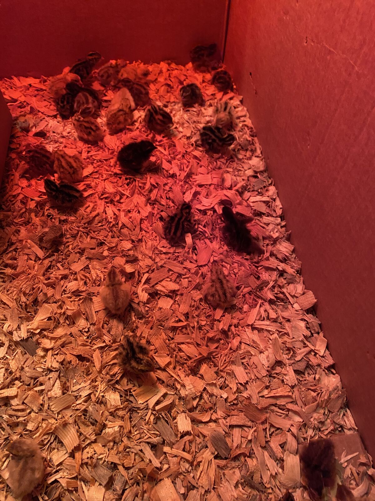 Coturnix quail chicks