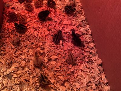 Coturnix quail chicks