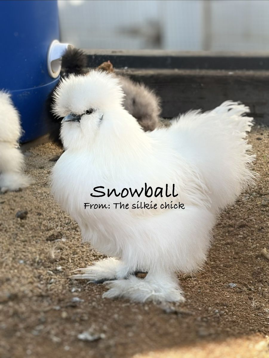 Pullets