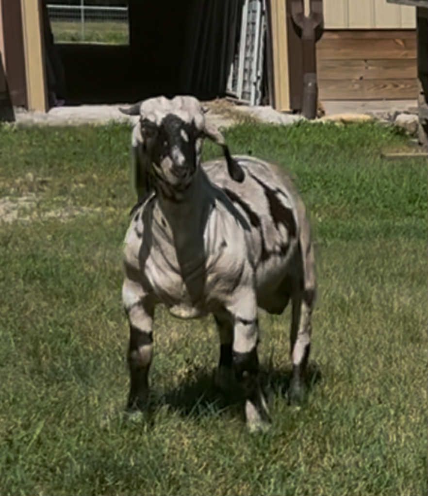 ABGA Registered Dappled Boer Buck 1 YR Old