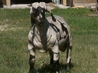 ABGA Registered Dappled Boer Buck 1 YR Old