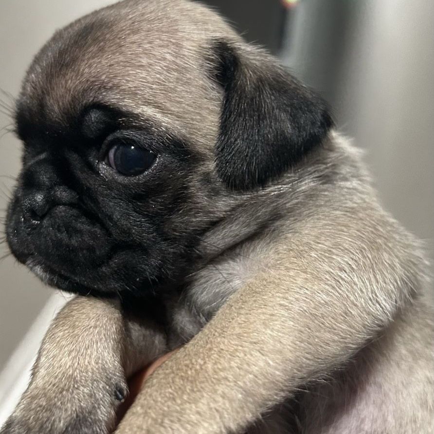 Purebred Pug Puppies 1 FEMALE/ 1 MALE LEFT