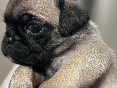 Purebred Pug Puppies 1 FEMALE/ 1 MALE LEFT