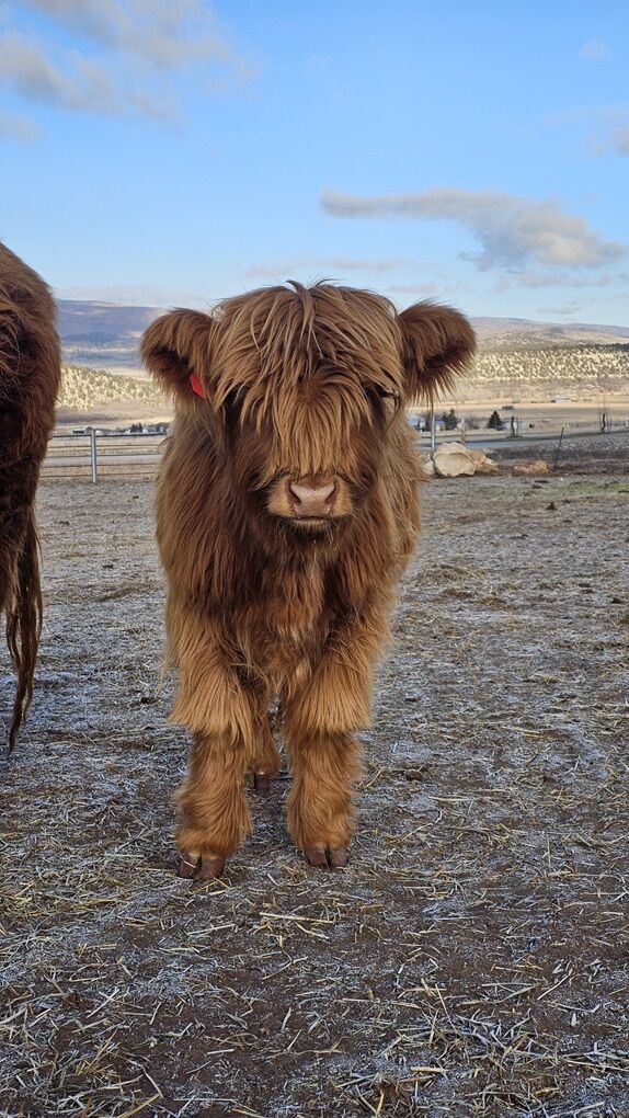 AHCA Registered Highland Heifer