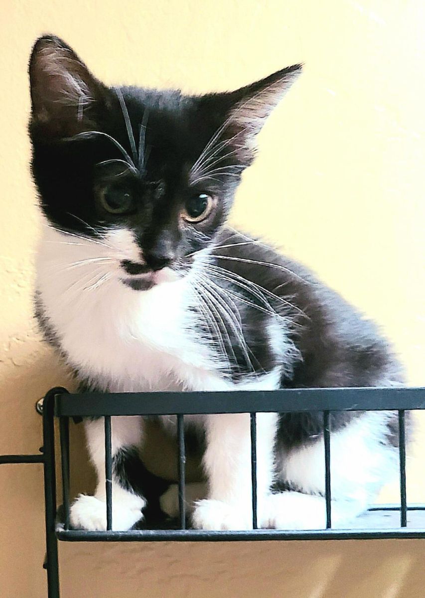 A164680 Wilma is Available for Adoption!